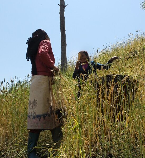 Tamang Heritage & Langtang valley Trek