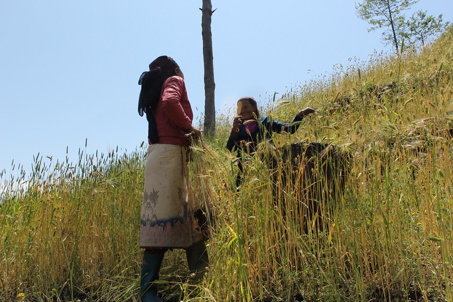 Tamang Heritage & Langtang valley Trek