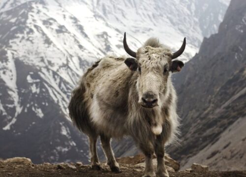 Upper Dolpo Trek