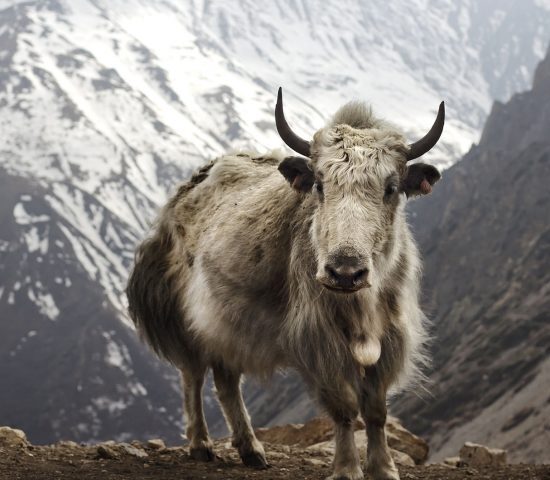 Upper Dolpo Trek